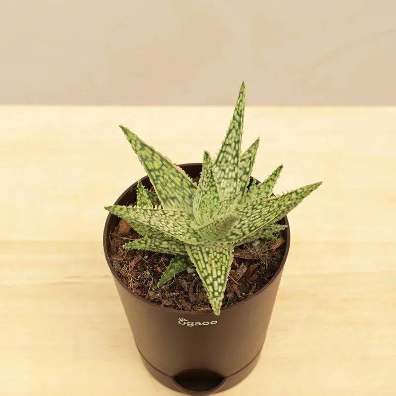 Aloe Blizzard Succulent Live Plant with Pot