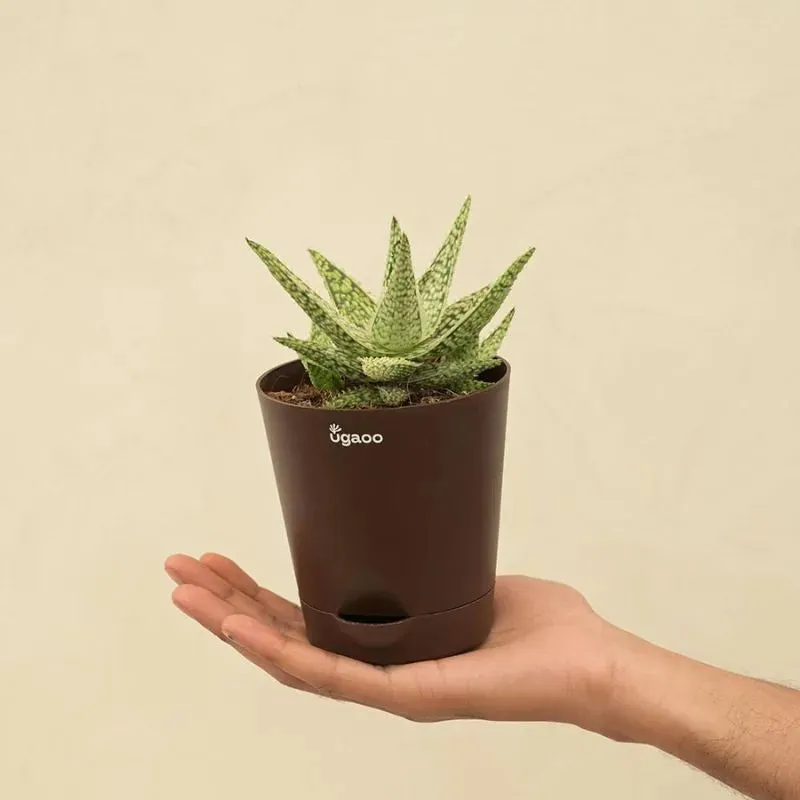 Aloe Blizzard Succulent Live Plant with Pot